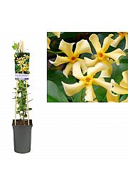Trachelospermum jasminoides Zvijezda Toskane PBR C2,5 lit. 40-60 cm