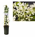 Trachelospermum jasminoides C2,5 Lit. 40-60 cm