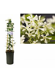 Trachelospermum jasminoides C2,5 Lit. 40-60 cm