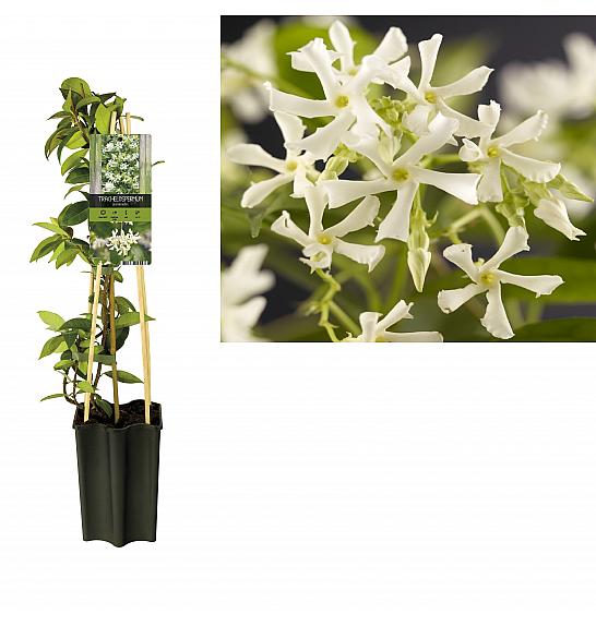 Trachelospermum jasminoides C1,5 Lit. 30-40 cm