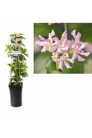 Trachelospermum asiaticum Pink Air C2,5 Lit. 40-60 cm