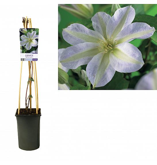 Clematis Yukikomachi C2,5 Lit. 40-60 cm