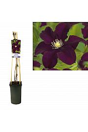 Clematis hybrid Warszawska Nike C2,5 Lit. 40-60 cm