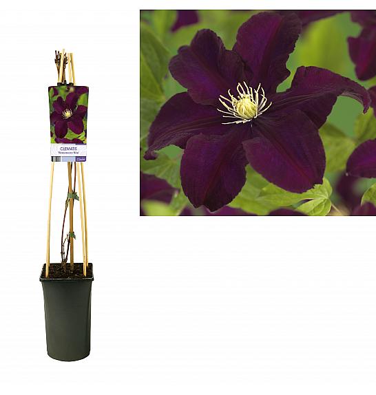 Clematis Warszawska Nike C2,5 Lit. 40-60 cm