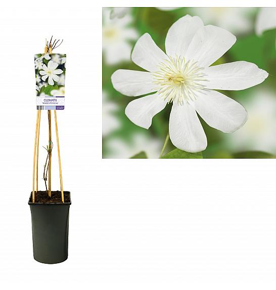 Clematis Wadas Primrose C2,5 Lit. 40-60 cm