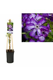 Clematis viticella Super Nova PBR C2,5 Lit. 40-60 cm