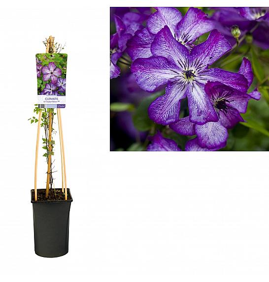 Clematis viticella Super Nova PBR C2,5 Lit. 40-60 cm