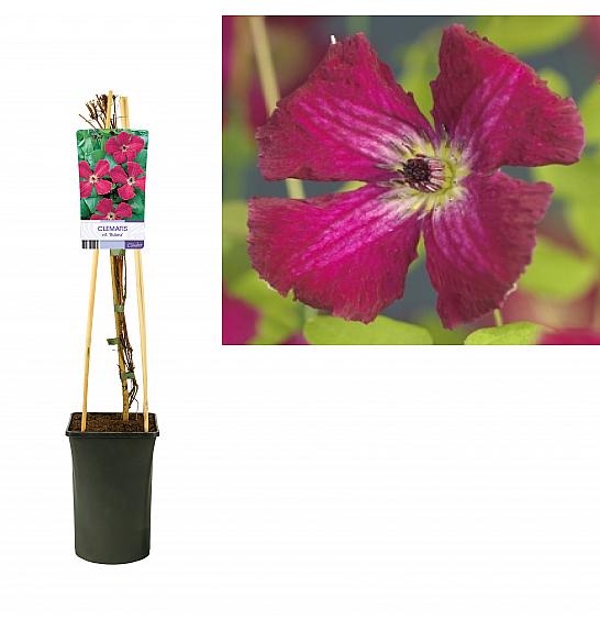 Clematis viticella Rubra C2,5 Lit. 40-60 cm