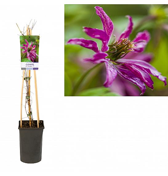 Clematis viticella Rosalyn PBR C2,5 Lit. 40-60 cm