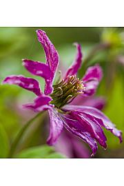 Clematis viticella Rosalyn PBR C1 Lit. 20-30 cm