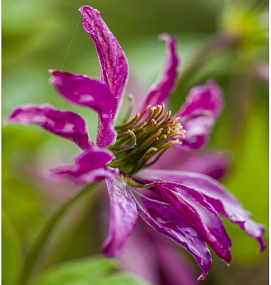 Clematis viticella Rosalyn PBR C1 Lit. 20-30 cm