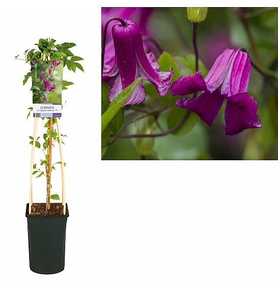 Clematis viticella Queen Mother PBR C2,5 Lit. 40-60 cm