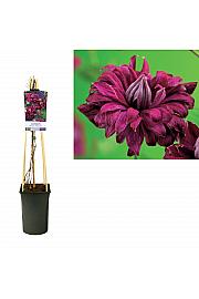 Clematis viticella Purpurea Plena Elegans C2,5 Lit. 40-60 cm