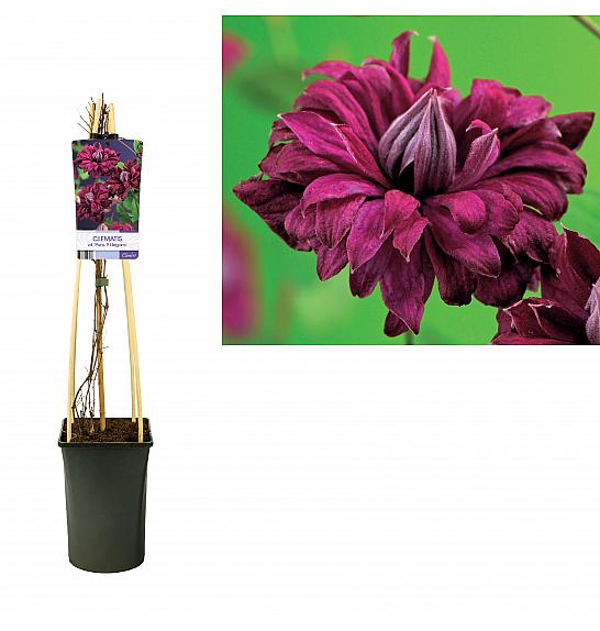 Clematis viticella Purpurea Plena Elegans C2,5 Lit. 40-60 cm