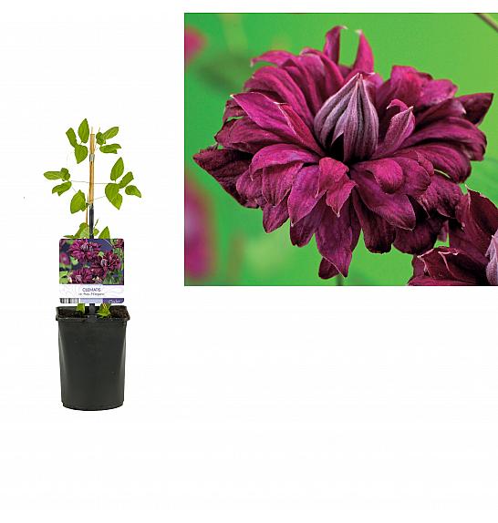 Clematis viticella Purpurea Plena Elegans C1 Lit. 20-30 cm