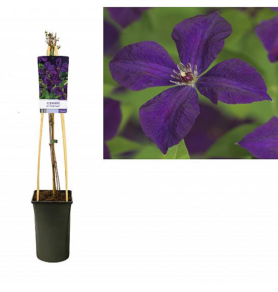 Clematis viticella Polish Spirit C2,5 Lit. 40-60 cm