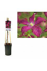 Clematis viticella Madame Julia Correvon C2,5 Lit. 40-60 cm