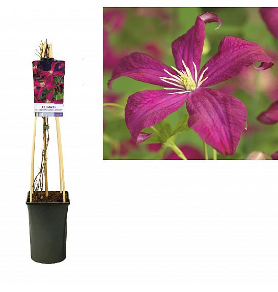 Clematis viticella Madame Julia Correvon C2,5 Lit. 40-60 cm