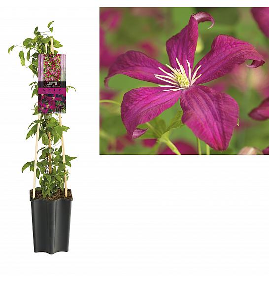 Clematis viticella Madame Julia Correvon C1,5 Lit. 30-40 cm