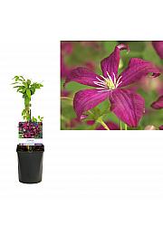 Clematis viticella Madame Julia Correvon C1 Lit. 20-30 cm