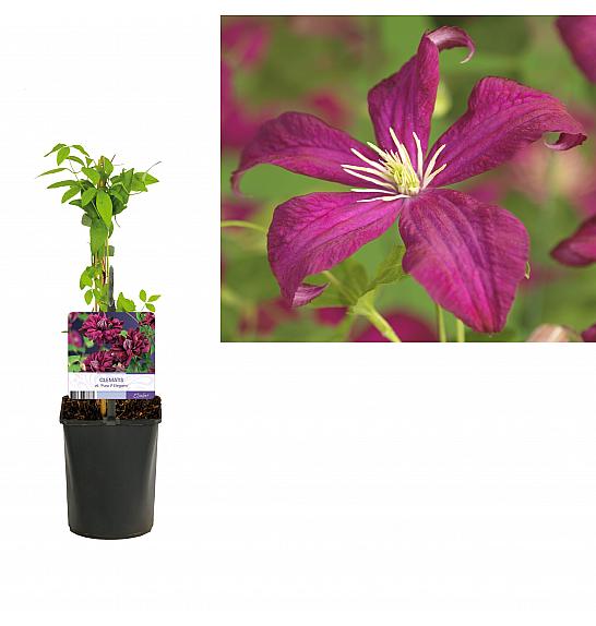 Clematis viticella Madame Julia Correvon C1 Lit. 20-30 cm
