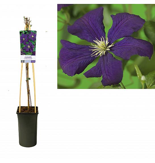 Clematis viticella Etoile Violette C2,5 Lit. 40-60 cm