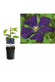 Clematis viticella Etoile Violette C1 Lit. 20-30 cm