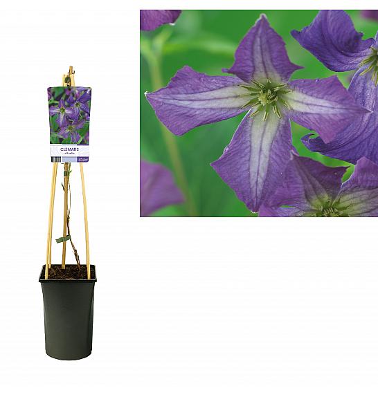 Clematis viticella C2,5 Lit. 40-60 cm