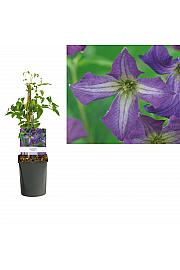 Clematis viticella C1 Lit. 20-30 cm