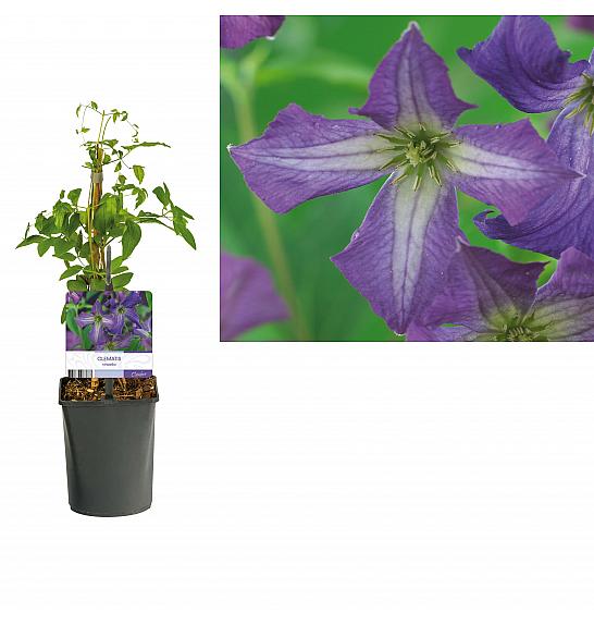 Clematis viticella C1 Lit. 20-30 cm