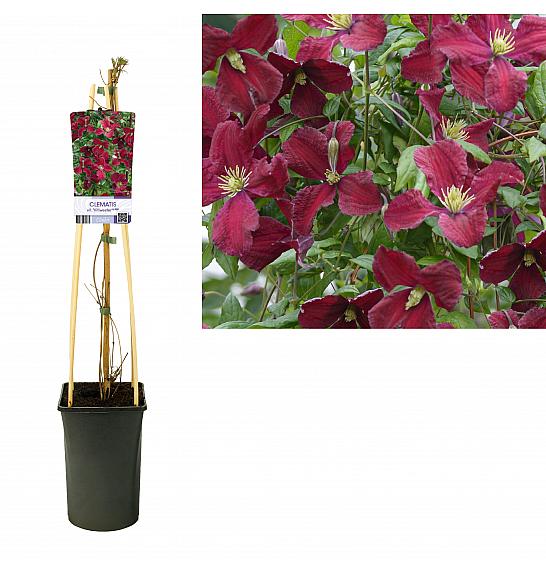 Clematis vit. Vitiwester® PBR C2,5 Lit. 40-60 cm