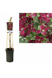 Clematis viticella Vitiwester® PBR C2,5 Lit. 40-60 cm