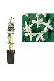 Clematis terniflora C2,5 Lit. 40-60 cm