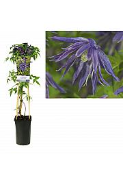 Clematis Spiky PBR C2,5 Lit. 40-60 cm