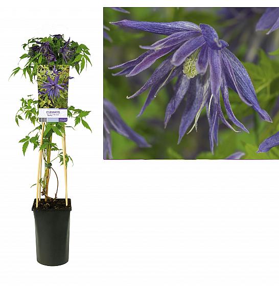 Clematis Spiky PBR C2,5 Lit. 40-60 cm
