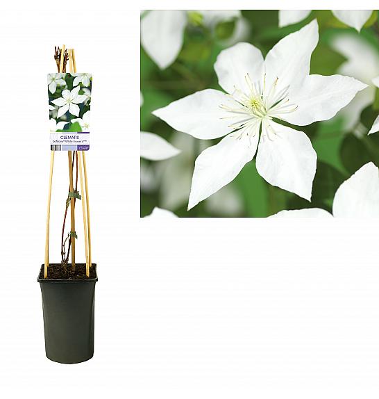 Clematis So Many® White Flowers PBR C2,5 Lit. 40-60 cm