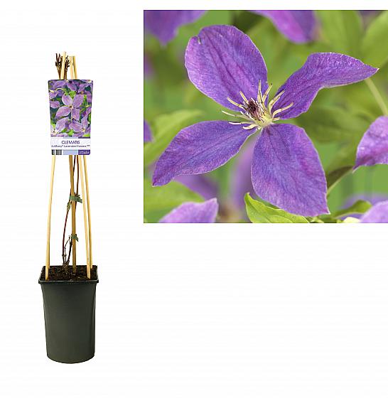 Clematis So Many® Lavender Flowers PBR C2,5 Lit. 40-60 cm