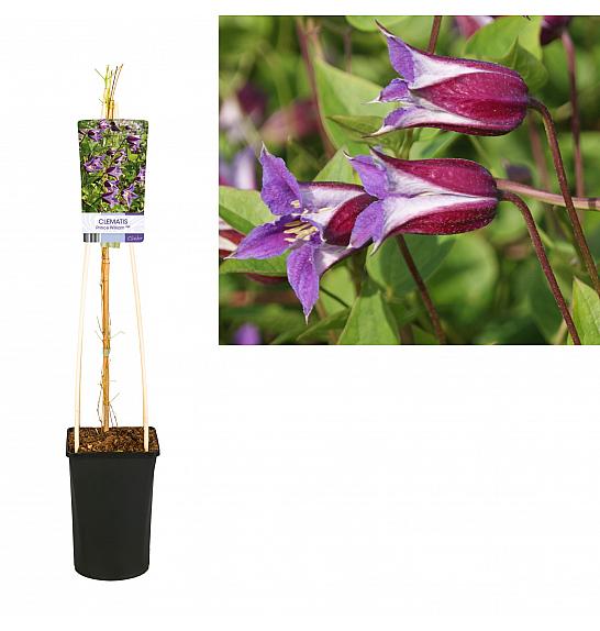 Clematis Prince William PBR C2,5 Lit. 40-60 cm