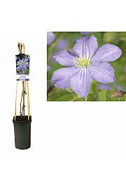 Clematis Prince Charles C2,5 Lit. 40-60 cm