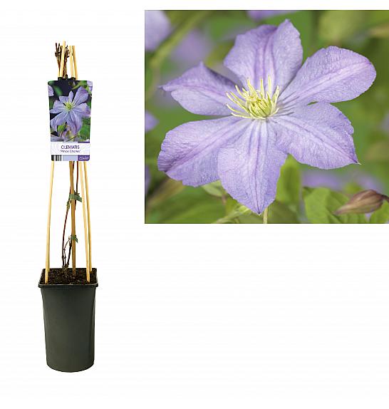 Clematis Prince Charles C2,5 Lit. 40-60 cm