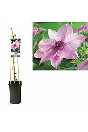 Clematis Pink Fantasy C2,5 Lit. 40-60 cm