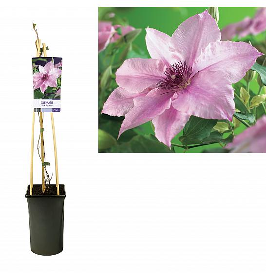 Clematis Pink Fantasy C2,5 Lit. 40-60 cm