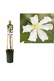 Clematis Paul Farges C2,5 Lit. 40-60 cm