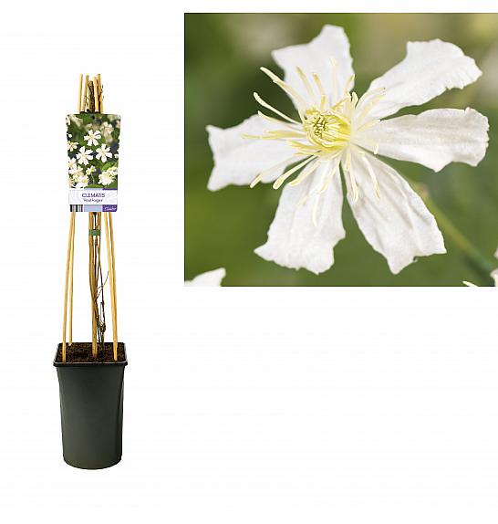 Clematis Paul Farges C2,5 Lit. 40-60 cm