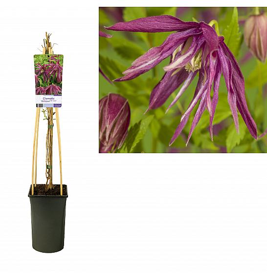 Clematis Octopus PBR C2,5 Lit. 40-60 cm