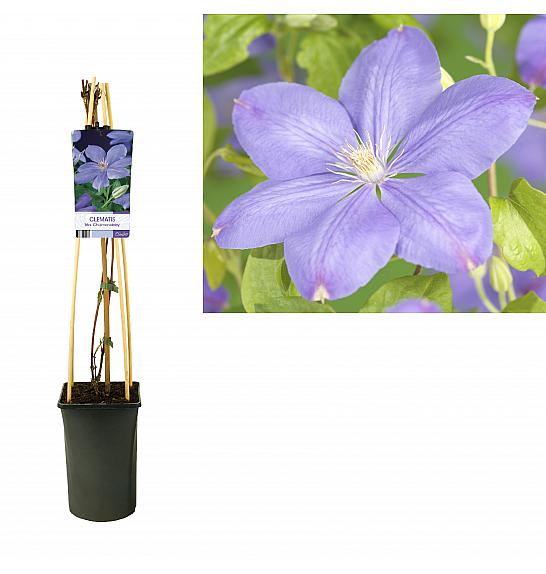 Clematis Mrs. Cholmondeley C2,5 Lit. 40-60 cm