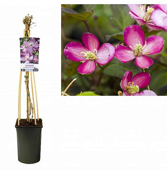 Clematis montana Van Gogh C2,5 Lit. 40-60 cm