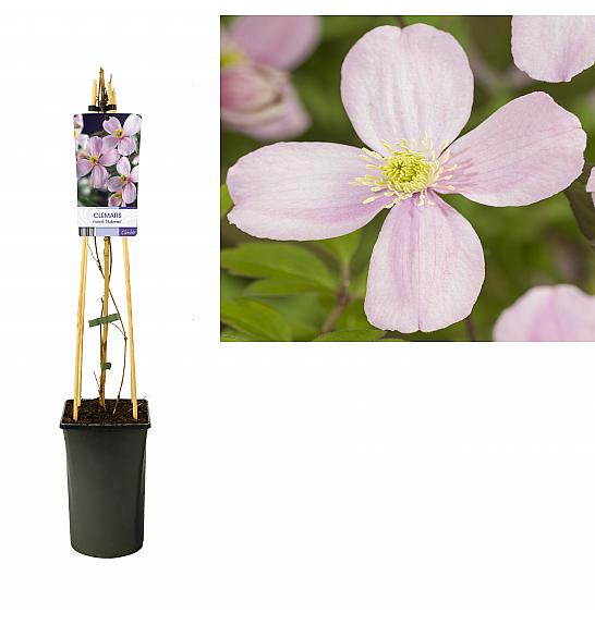 Clematis montana Rubens C2,5 Lit. 40-60 cm