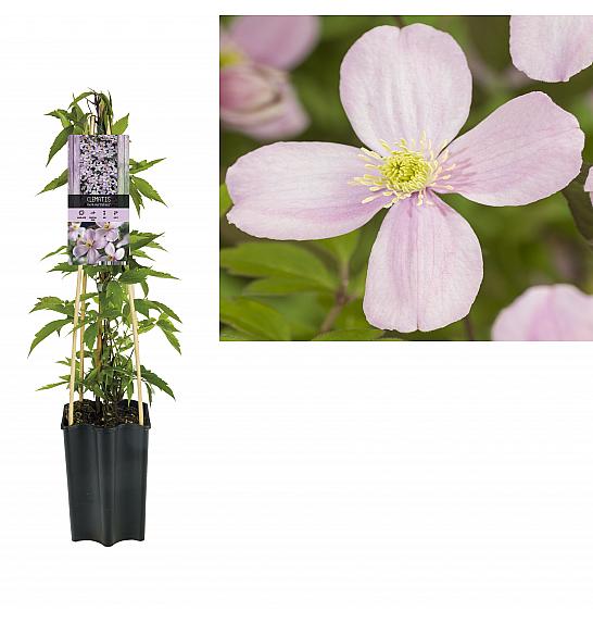 Clematis montana Rubens C1,5 Lit. 30-40 cm