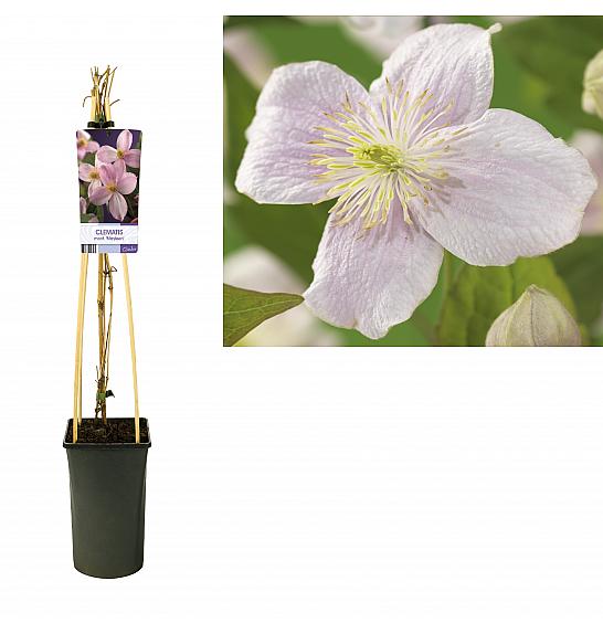 Clematis montana Mayleen C2,5 Lit. 40-60 cm
